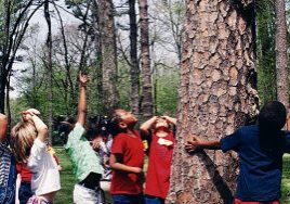 elementary aged children looking up at a tree