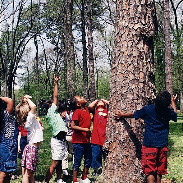 elementary aged children looking up at a tree