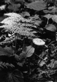 mushrooms in Great Smoky Mtns